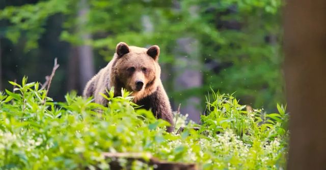 Medvěd na severu Slovenska napadl muže zezadu a těžce ho zranil