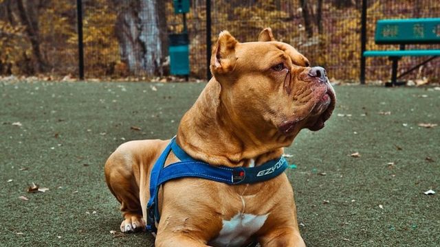 Домашно куче е нападнало две момчета в Бургас