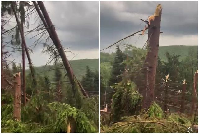 O pădure a fost pusă la pământ în Maramureș de o furtună care a durat 10 minute