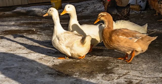 Ve velkochovu kachen u Třebíče je ptačí chřipka, utraceno bude přes 20 tisíc kusů