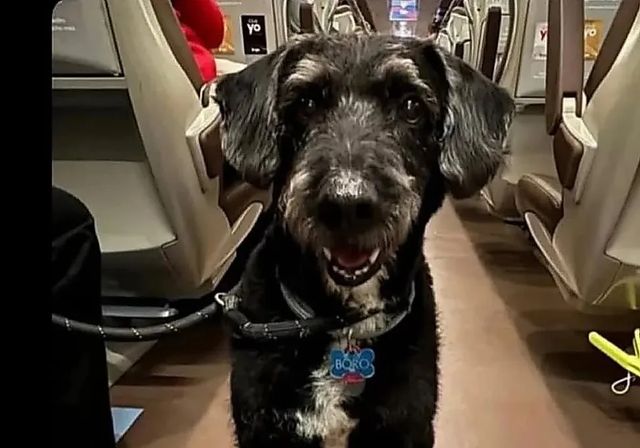 La Guardia Civil localiza con vida a Boro, el perro de la malagueña embarazada en estado crítico tras el accidente de Adamuz