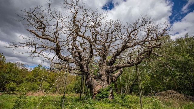 Dispare un monument viu al Angliei. Stejarul care l-a ascuns pe Robin Hood a murit după 1.200 de ani