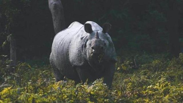 Assam Biker Mauled To Death By Rhino Near Pobitora Wildlife Sanctuary