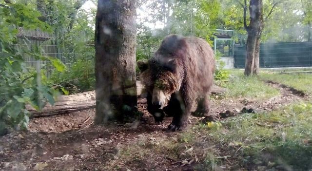 Il Tar di Trento sospende ancora l'abbattimento dell'orsa Kj1