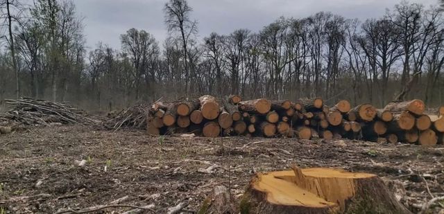 Gajdos László azonnali hatállyal leállítja a védett erdők kitermelését