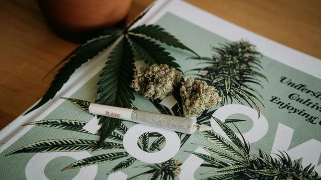 Plantație de canabis cu plante de patru metri, descoperită lângă Crevedia