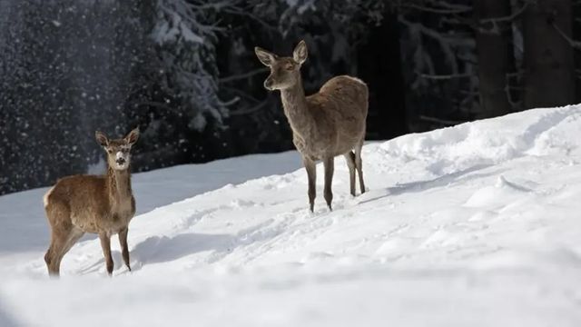 Stop alla caccia dei cervi in Abruzzo, il Consiglio di Stato sospende l’abbattimento fino a novembre