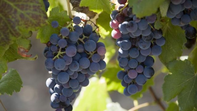 Franța va aloca 130 de milioane de euro pentru defrișarea viței de vie