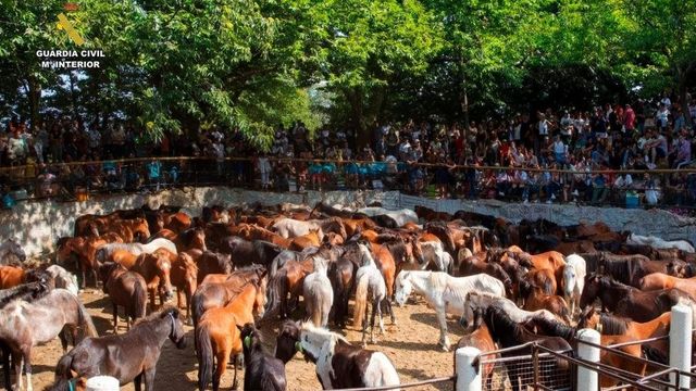 Cinco detenidos por robar más de 70 caballos y matar a cinco de ellos en La Coruña