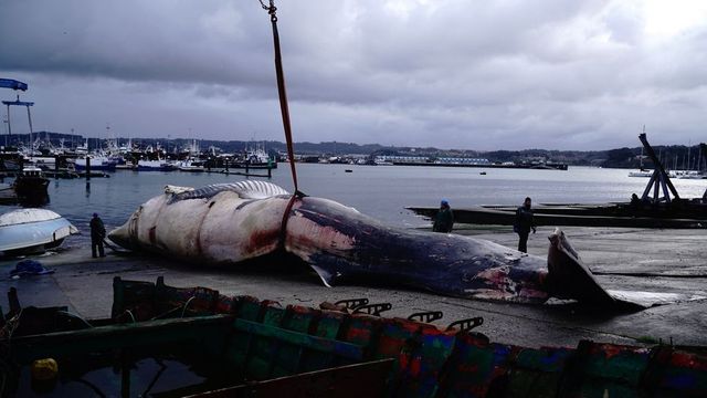 Retiran del mar y despiezan una ballena muerta de 21 metros en A Coruña