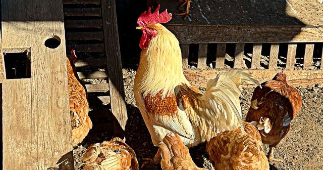 Influenza aviaria, in Lombardia accertato primo caso umano in Ue