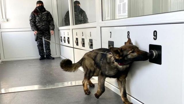 Proiect inedit în România. Virusul SARS CoV 2 va fi depistat cu ajutorul câinilor special dresați