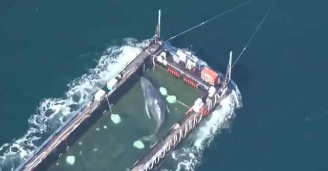 Velryba Timmy se může utopit