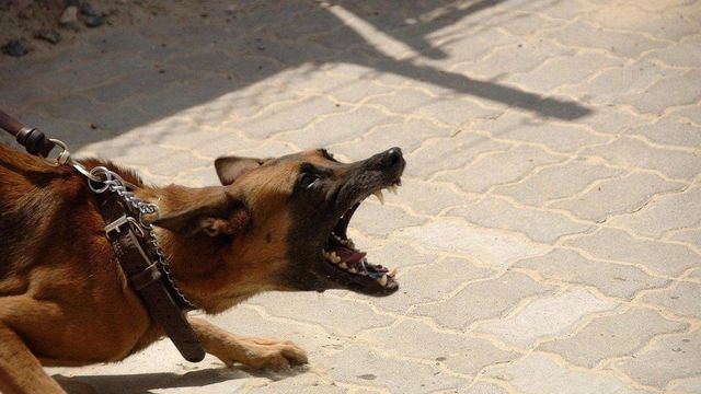 Bimbo di 8 anni morso alla testa da un cane durante una festa a Biella, è grave