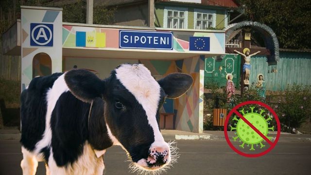 Carantină de 30 de zile în comuna Sipoteni, după confirmarea unui caz de rabie la o bovină