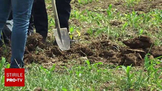 Un bărbat a sunat la 112 după ce a făcut o descoperire macabră pe un câmp din Maramureș, în timp ce își plimba câinele