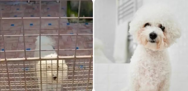 Scoperto un canile abusivo con barboncini toy venduti anche su TikTok