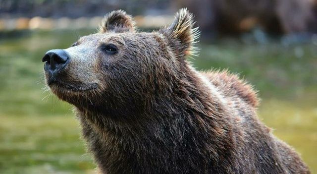 Trentino, turista aggredito: Fugatti ordina abbattimento orsa