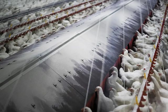 El Gobierno confina todas las explotaciones de aves de corral al aire libre por la gripe aviar