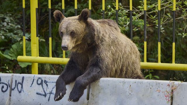 Dispar urșii „cerșetori” de pe Transfăgărășan