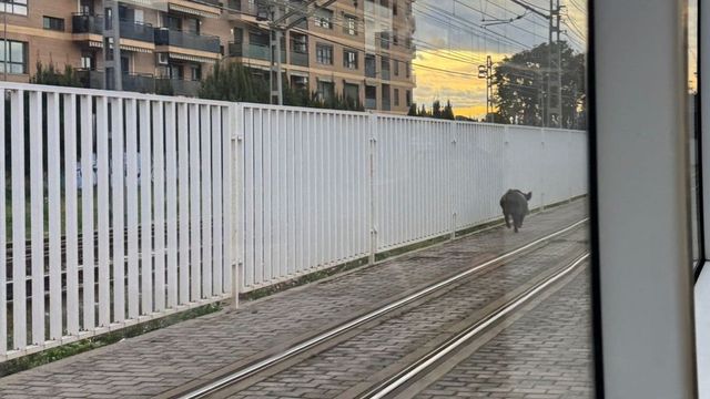 Un jabalí en las vías del metro de Valencia provoca retrasos en dos líneas