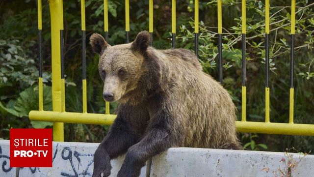 Un urs care a încercat în mod repetat să intre în anexele unui hotel, extras din Poiana Brașov