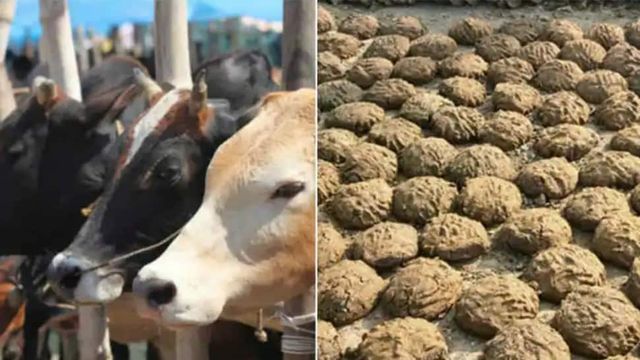 800 kg Cow Dung Stolen from Chhattisgarh Village, Police File Theft Case