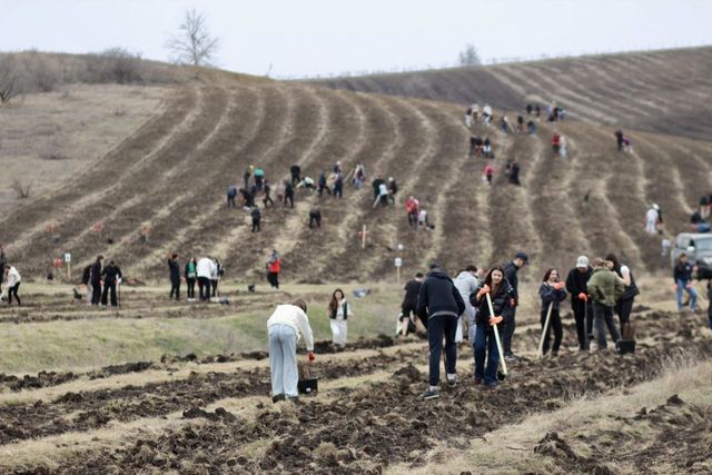 Peste 2000 de oameni, implicați în acțiunea de împădurire la Geamăna