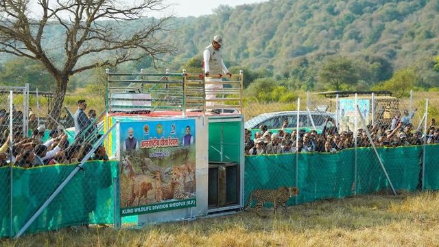1 of 2 cubs released in Kuno on International Cheetah Day is dead