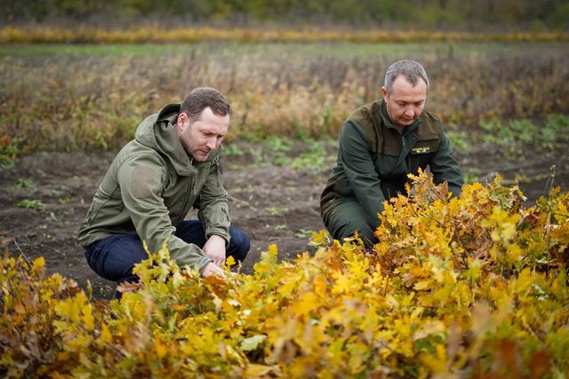 Pe 15 noiembrie începe campania de împădurire