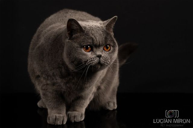 Kira Kiralina, pisicuța supranumită „Ursoaica din Bucovina”, tocmai a fost desemnată cea mai frumoasă din Europa