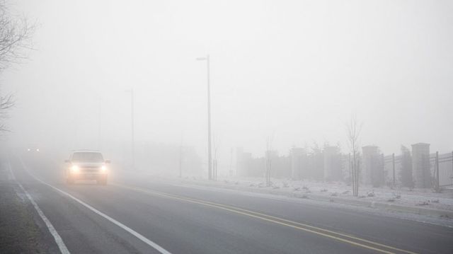 Cod Galben de polei și ghețuș