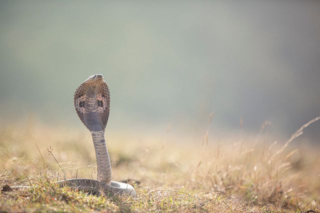 UP Man Bitten By Snake For 7th Time In 40 Days, Team Formed To Probe Case