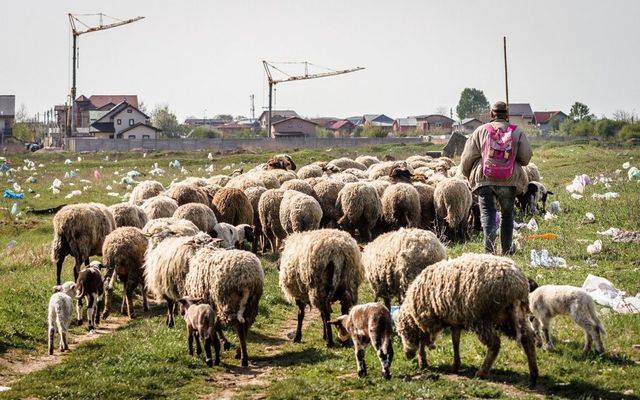 Cioban din Buzău, omorât în bătaie de angajatorul său pentru niște oi. Bărbatul și-a dat ultima suflare în căruță, în drum spre ambulanță