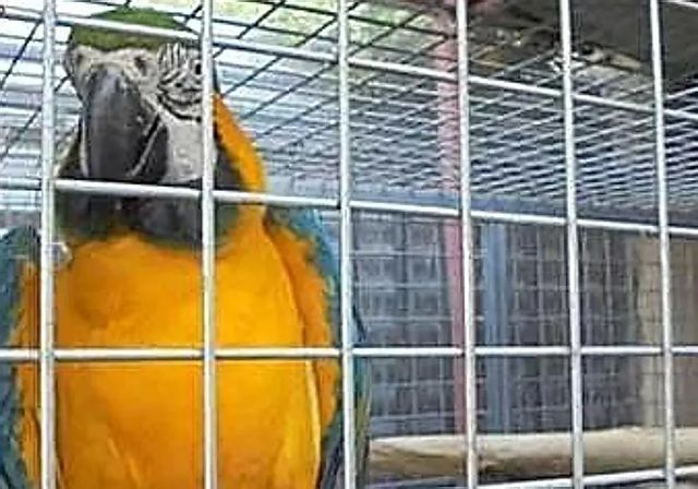 Detenido en Elche por secuestrar a 'Pongo', un loro valorado en 800 euros