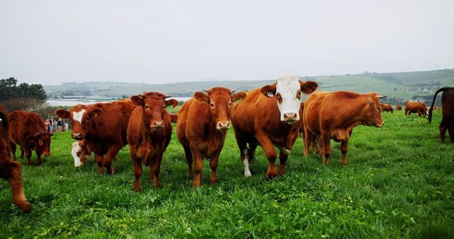 Cinci vaci au fost înscrise la școală într-un sat din Franța, ca să nu se închidă o clasă