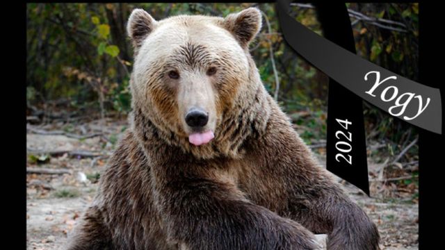 Yogy, cel mai bătrân urs brun din România, a murit