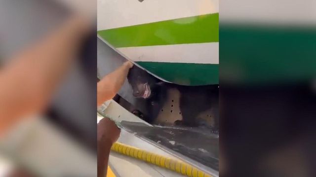 Un urs a scăpat din cușca aflată în cala unui avion
