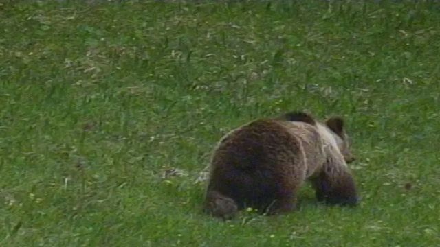 In Trentino ucciso il terzo orso, l’ira degli animalisti