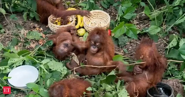 Five Orangutans found in Odisha