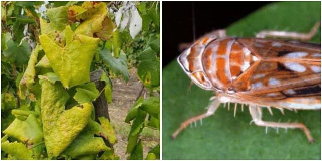 Alertă în plantațiile viticole: ANSA a depistat un organism de carantină