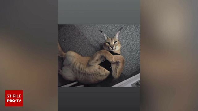 Un râs ținut ca animal de companie a scăpat pe străzile orașului Fălticeni