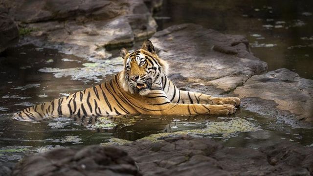 25 out of 75 tigers in Ranthambore National Park missing over last year, say officials