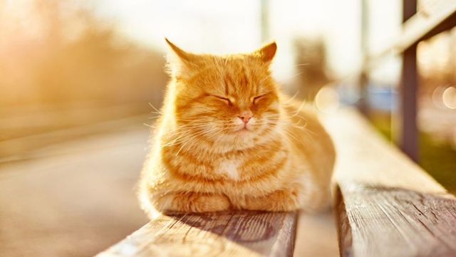 METEO | Cer senin și maxime de până la 13 grade Celsius, prognozate de meteorologi pentru joi