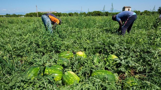 Mille braccianti costretti a lavorare 500 ore al mese: denunciato un imprenditore per caporalato a Lodi