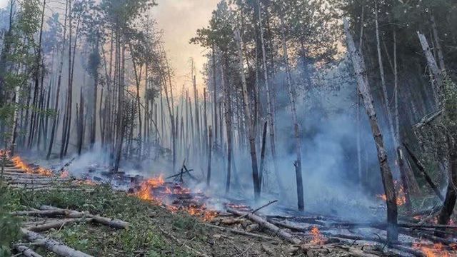 Горски служители участват активно в гасенето на пожара край село Димовци, община Гурково