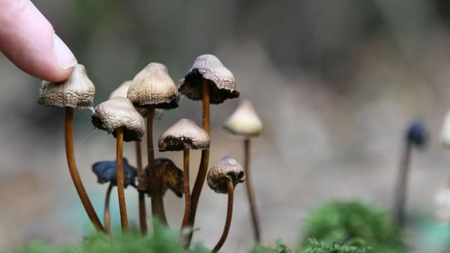Laborator de creștere si prelucrare a ciupercilor halucinogene, descoperit în locuința unui bucureștean