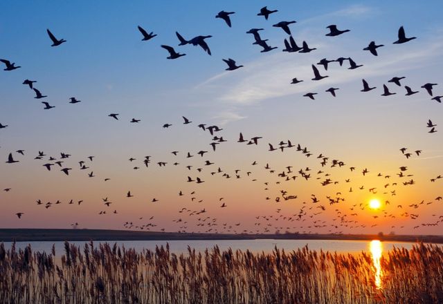 Inspectorii ANSA recomandă populației să țină închise păsările în gospodării pe perioada migrării păsărilor călătoare