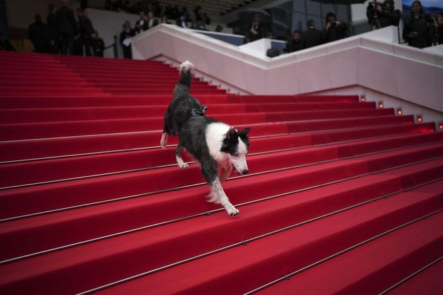 Festival di Cannes, Meryl Streep e Favino sul red carpet