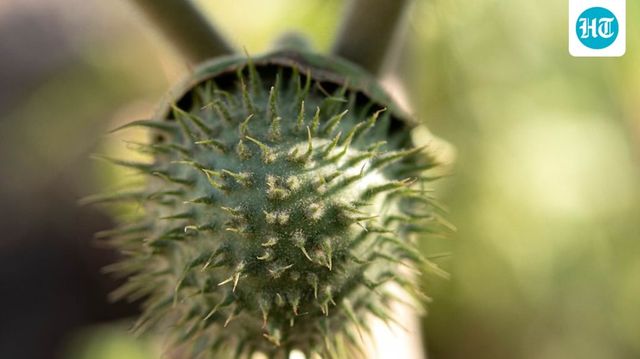 Amazon, Swiggy Instamart, BigBasket lose food licences over Datura sales